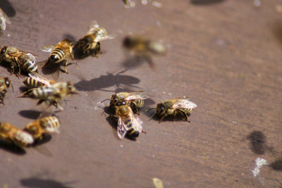 High angle view of bee