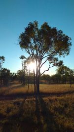 Silhouette trees on field against sky at sunset