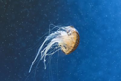 Close-up of jellyfish swimming in aquarium berlin