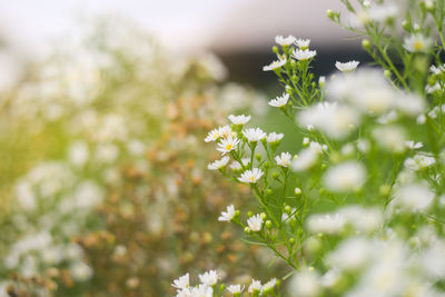 Close-up of white flowering plant on field