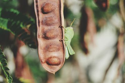 Close-up of insect on leaf