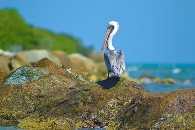 Close-up of bird on rock by sea against sky