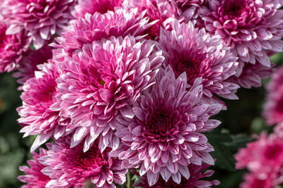 Close-up of pink dahlia
