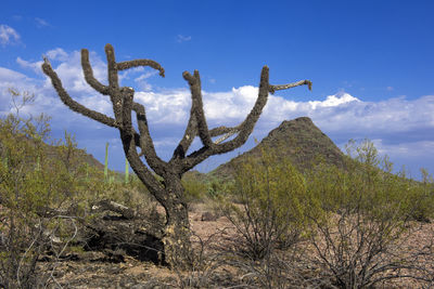 Low angle view of cactus plant against sky