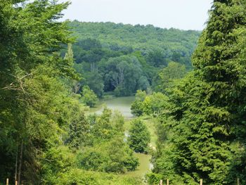 Scenic view of river in forest