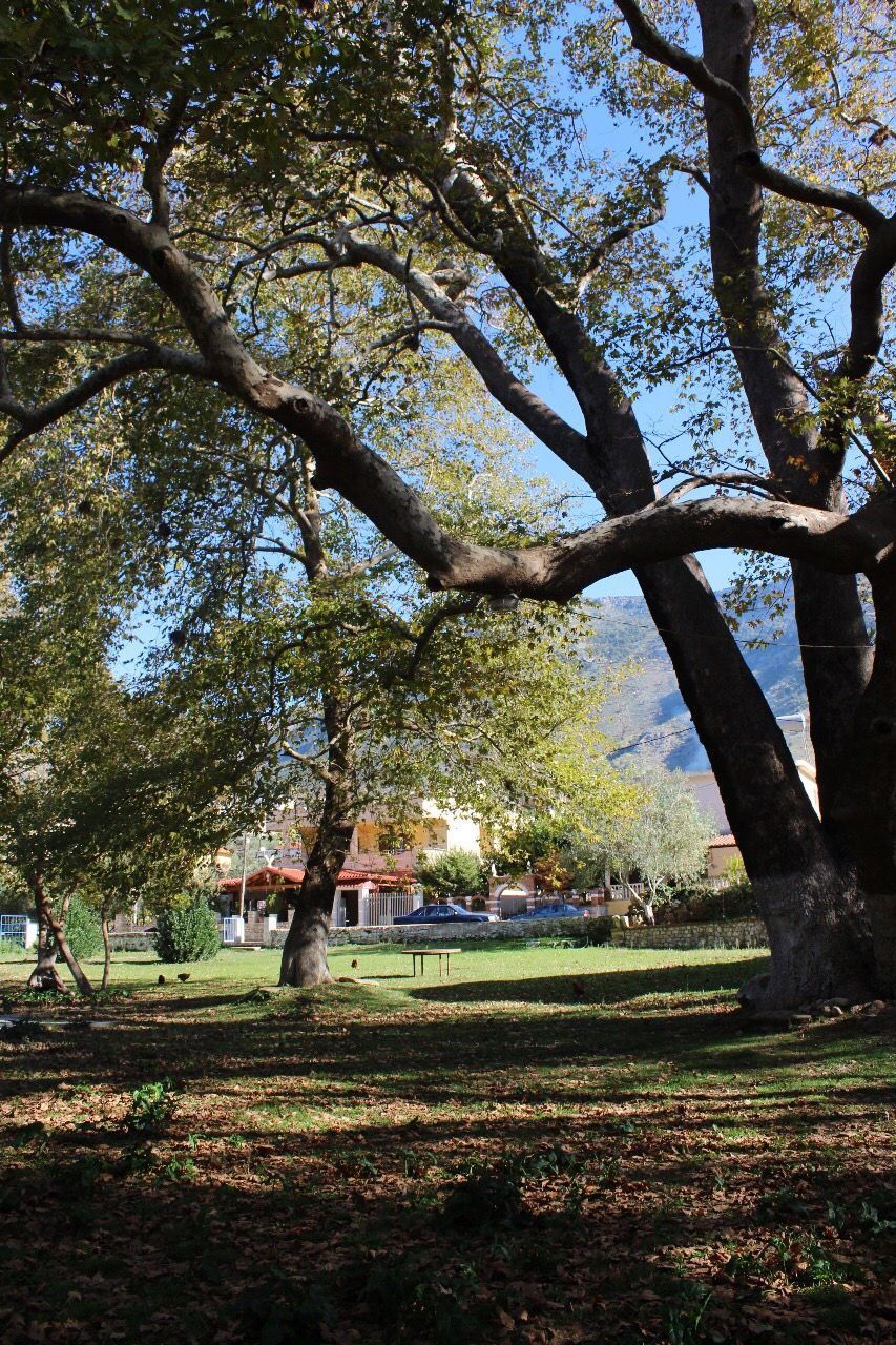 TREES IN PARK AGAINST SKY