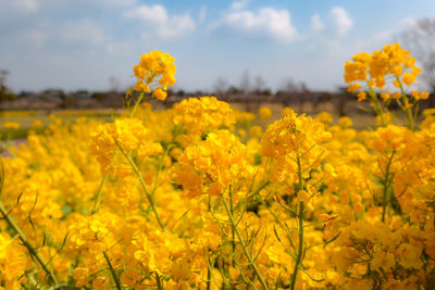 Close-up of fresh yellow flowers in field