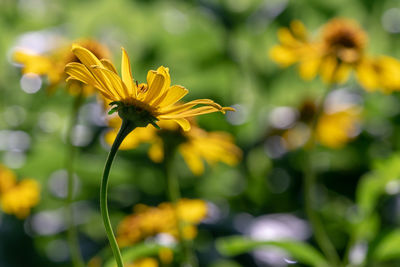 Close-up of yellow flowering plant