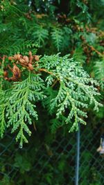 Close-up of fern leaves on tree