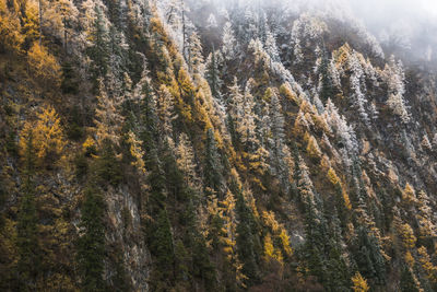 Pine trees in forest