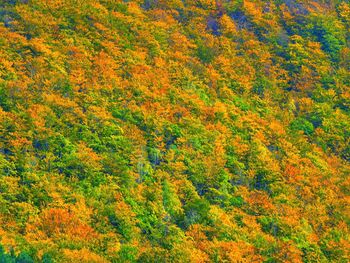 Full frame shot of trees growing during autumn