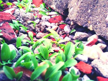 Close-up of lizard on pebbles