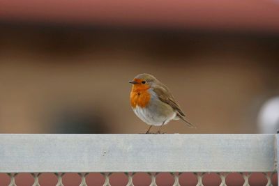 Close-up of bird perching on railing