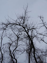 Low angle view of silhouette bare tree against sky