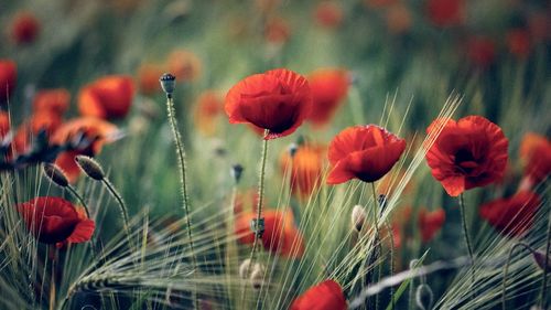 Close-up of red poppy flowers in field