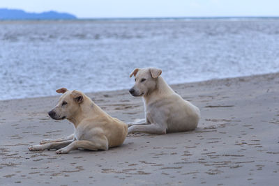 Sheep on beach