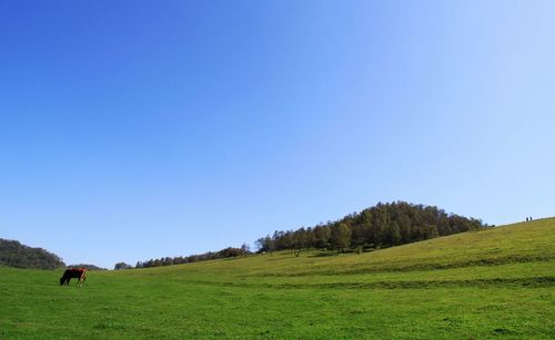 Scenic view of green landscape against clear blue sky