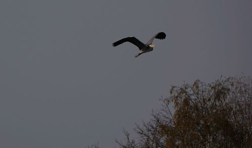 Low angle view of bird flying in sky