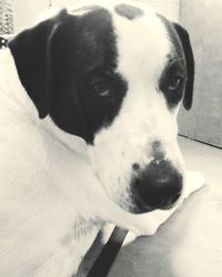 Close-up of dog