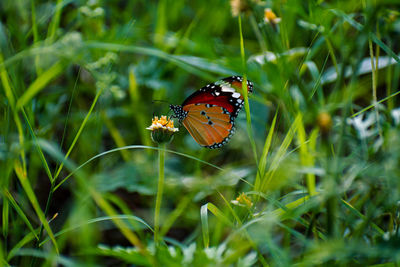 Butterfly pollinating flower