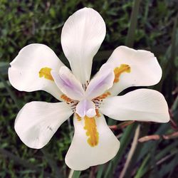 Close-up of white flower