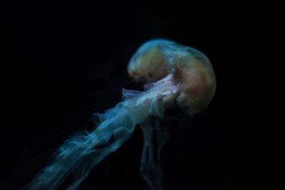 Close-up of jellyfish