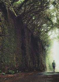 Rear view of man walking amidst trees in forest