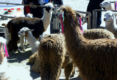 Llamas on field