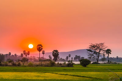 Trees on field against orange sky