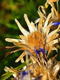Close-up of purple flowering plant on field