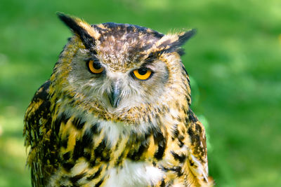 Close-up of owl