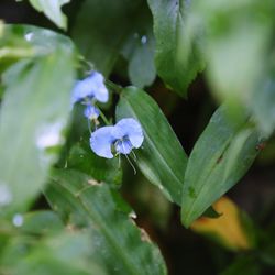 Close-up of flower blooming outdoors