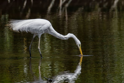 Bird in a lake