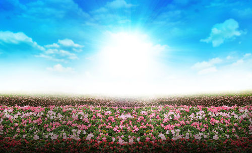 Scenic view of pink flowers on field against sky