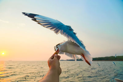 Cropped hand of man feeding seagull by sea against sky