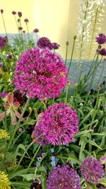 Close-up of pink flowers blooming outdoors