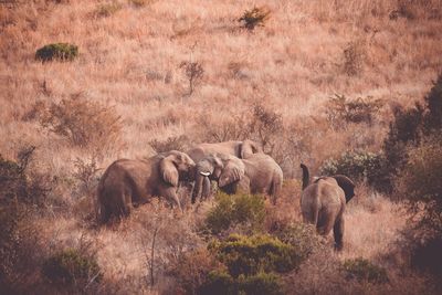 Elephants standing amidst plants on field