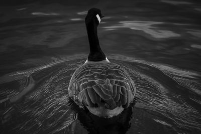 Close-up of duck swimming in lake