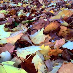 Full frame shot of dry leaves