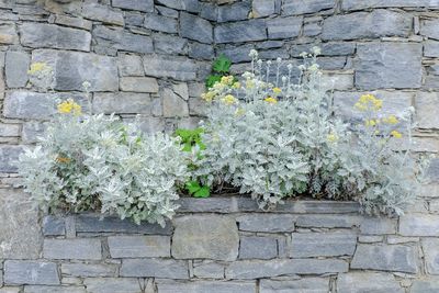 Flowers on wall