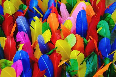 Full frame shot of colorful flowers