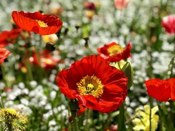 Close-up of red poppy flowers in park