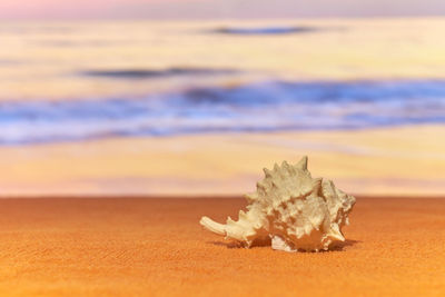 Close-up of leaf on beach against sky during sunset