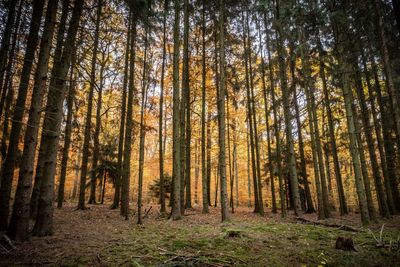 Pine trees in forest during autumn