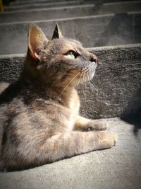 Portrait of cat sitting outdoors