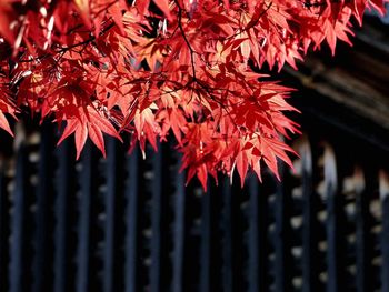 Close-up of red maple tree during autumn