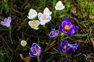 High angle view of purple crocus flowers on field