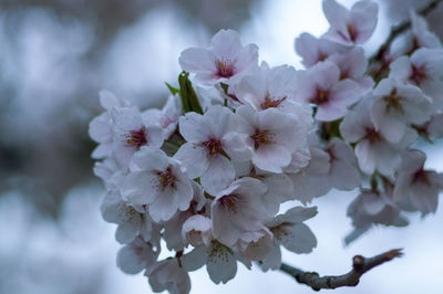 Close-up of apple blossoms in spring