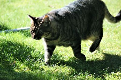 Cat walking on grassy field