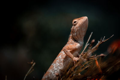 Close-up of lizard on plant